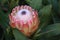 Close up of protea flower, flowering pink sugarbush plant