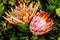 Close Up of Protea Flowers in full bloom along the Franschhoek Pass in the Western Cape