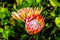 Close Up of Protea Flowers in full bloom along the Franschhoek Pass in the Western Cape