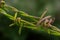 Close up protective barbed wire isolated on a green background