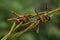 Close up protective barbed wire isolated on a green background