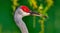 Close up of protective nictitating eye membrane of an adult wild sandhill crane