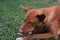 Close-up of protrait of a dog on land.