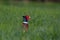 Close-up protrait of wonderful male of pheasant in high green grass.