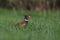 Close-up protrait of wonderful male of pheasant in high green grass.