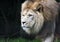 Close up of prowling male African lion panthera leo