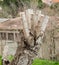 Close up of Pruned Tree