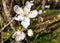 Close up of Prunus Cherry Plum Flower Blossoms - Japanese Ornamental Cherry