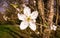 Close up of Prunus Cherry Plum Flower Blossoms - Japanese Ornamental Cherry