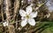 Close up of Prunus Cherry Plum Flower Blossoms - Japanese Ornamental Cherry