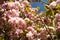 Close-up of Prunus japonica Cerasus japonica, also called Japanese bush cherry or Oriental bush cherry, or Korean bush cherry