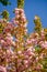 Close-up of Prunus japonica Cerasus japonica, also called Japanese bush cherry or Oriental bush cherry, or Korean bush cherry