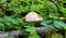 Close-up of the Psathyrella Candolleana mushroom flaunts in the forest grass.