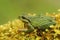 Close up of a Pseudacris regilla , Pacific treefrog on green moss