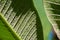 Close up of Pseudococcidae on green leaf.