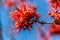 Close up Pterocarpus indicus red flower