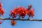 Close up Pterocarpus indicus red flower