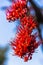 Close up Pterocarpus indicus red flower