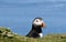 Close up of puffin sitting in burrow