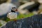 A close up of a puffin sitting on a rock