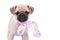 Close up of pug wearing pink ribbon with colorful dots