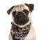 Close-up of a Pug wearing a scarf