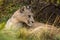 Close-up of puma lying by thick bush