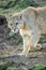 Close-up of puma turning head while walking