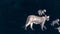 Close up of Puma walking with cubs at night In Torres del Paine