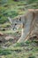 Close-up of puma walking down grassy slope