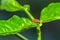 Close up Pumpkin beetle, Yellow Squash Beetle or Cucurbit Beetle  on green leaf