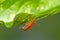 Close up Pumpkin beetle, Yellow Squash Beetle or Cucurbit Beetle  on green leaf