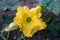 Close up of Pumpkin Flower during daylight (Species Cucurbita maxima)