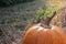 Close-up of pumpkin on the hay on the field. Autumn Halloween Thanksgiving background. Copy space.