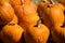 Close up on Pumpkins at Halloween Pumpkin Patch in Round Rock , Texas