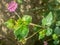 Close up punarnava or boerhavia diffusa plant with blurred background in sun light.