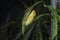 close up of the pupa of the painted jezebel butterfly.