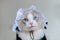 Close up of puppet cat in maid`s dress, blue eyes ragdoll cat, very funny