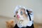 Close up of puppet cat in maid`s dress, the cat is licking, amazing blue eye kitty