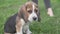 Close-up puppy beagle on a leash on a walk