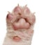 Close-up of puppy\'s paw, 4 weeks old