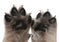 Close-up of puppy\'s paws, 4 weeks old