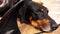 Close-up of purebred black doberman dog in plastic e-collar who is lying on the floor
