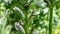 Close-up on purple acanthus flowers, in spring