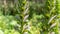 Close-up on purple acanthus flowers, in spring