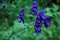 Close up of purple Aconitum blossoms in the forest