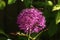 Close-up of purple allium flower in sunlight