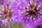 Close-up purple Allium flowers. Abstract natural violet macro ba