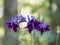 Close up purple Aquilegia Atrata, granny`s bonnet or dark columb