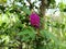 Close up on purple Asian Foxtail (Uraria crinita) cone shaped flower